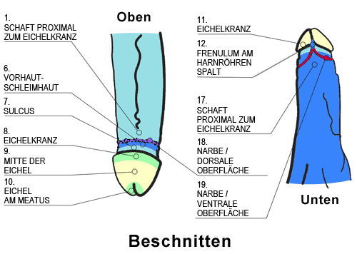 Unbeschnitten beschnitten Seit ihr