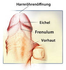 Falten vorhaut zurück Penisvorhaut