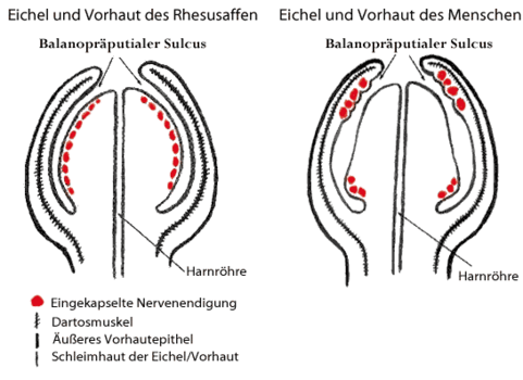 Ist die Vorhaut nicht ein funktionslose Überbleibsel der Evolution, so wie ...