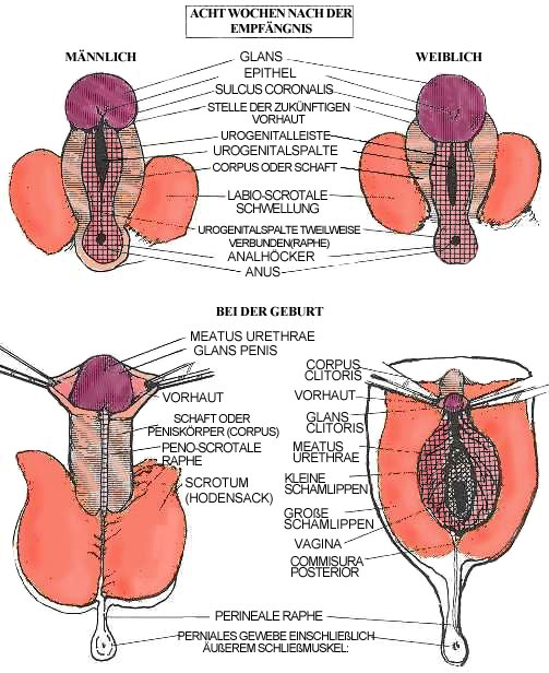 Unterschiede penis Bleeding from