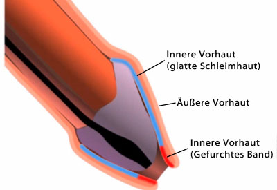 Querschnitt von Vorhaut und Penis.