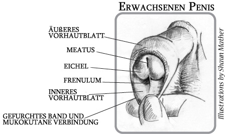 Der vorhaut in risse Risse in