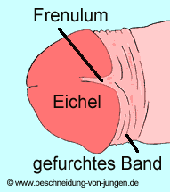 Eichel talgdrüsen Glans penis
