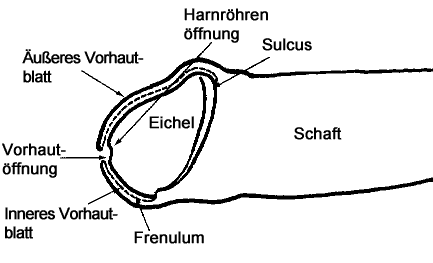 Die Funktion der Vorhaut: Die Eichel ist bei der Geburt empfindlich und lei...